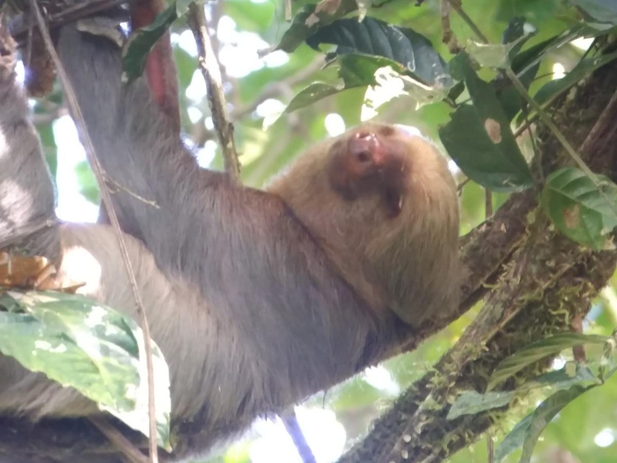 Casita Happy Feet And Tours Corcovado Hotel Drake Bay ภายนอก รูปภาพ